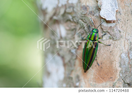 A jewel beetle with beautiful iridescent wings 114720488