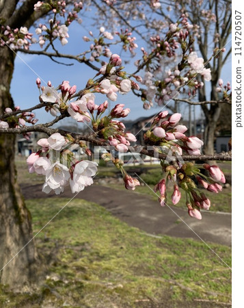 Scenery with cherry blossoms Scenery with cherry blossoms 114720507