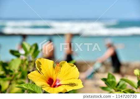 威基基海灘和芙蓉花 威基基海灘和芙蓉花 114720730