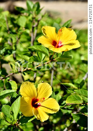 Holidays in Hawaii Holidays in Hawaii 114720731