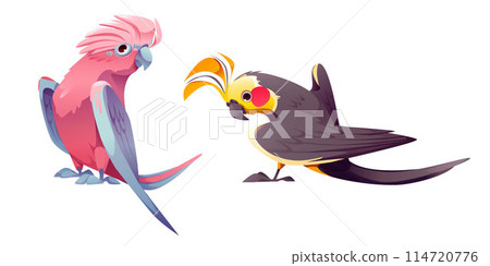 Cute parrot character. Isolated jungle bird vector Cute parrot character. Isolated jungle bird vector 114720776