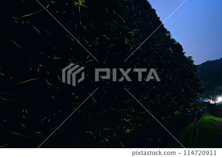 Fireflies fluttering about at Torikawa Firefly Village 114720911
