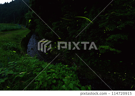 螢火蟲狂舞的鳥川螢火蟲村 114720915