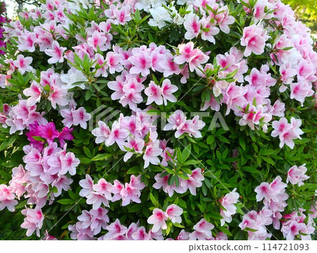 Azalei blooming landscape Azalei blooming landscape 114721093