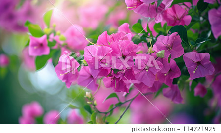 雨季美麗的九重葛花和九重葛植物樹,夏季葉茂盛 雨季美麗的九重葛花和九重葛植物樹,夏季葉茂盛 114721925