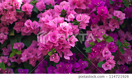 雨季美麗的九重葛花和九重葛植物樹,夏季葉茂盛 雨季美麗的九重葛花和九重葛植物樹,夏季葉茂盛 114721926