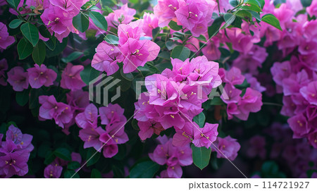 雨季美麗的九重葛花和九重葛植物樹,夏季葉茂盛 雨季美麗的九重葛花和九重葛植物樹,夏季葉茂盛 114721927