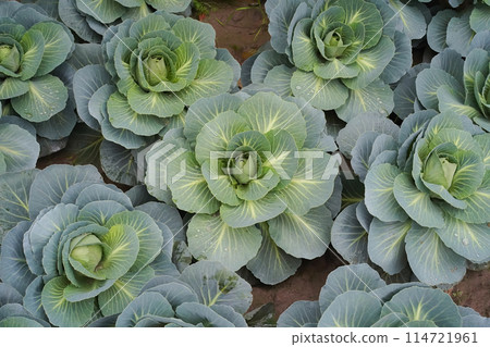 Danish ballhead cabbage in the garden, close-up, top view. Green cabbage in the shape of rose blossom. The concept of growing vegetables in a home garden. Real photo, high angle. Danish ballhead cabbage in the garden, close-up, top view. Green cabbage in the shape of rose blossom. The concept of growing vegetables in a home garden. Real photo, high angle. 114721961