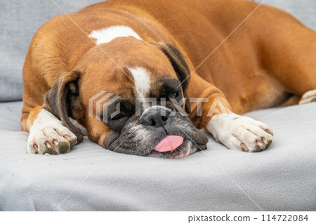 funny face 3 year old purebred golden puppy german boxer dog closeup sleeping at the couch funny face 3 year old purebred golden puppy german boxer dog closeup sleeping at the couch 114722084
