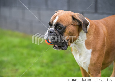3 years old purebred golden german boxer dog puppy jumping playing with a ball 3 years old purebred golden german boxer dog puppy jumping playing with a ball 114722109