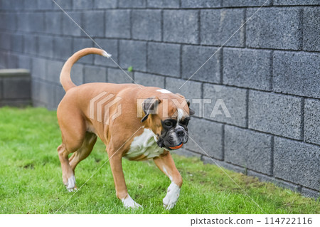 3 years old purebred golden german boxer dog puppy jumping playing with a ball 114722116