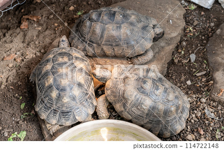 Turtle Testudo Marginata european landturtle family three turtles different size baby parents lined up closeup wildlife 114722148