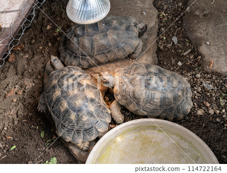 Turtle Testudo Marginata european landturtle family three turtles different size baby parents lined up closeup wildlife 114722164