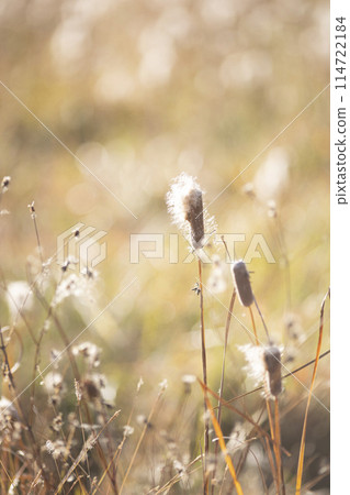 香蒲在風中搖曳 114722184