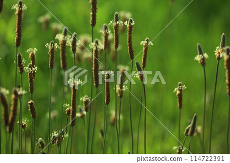 Hella octopus flowers 114722391