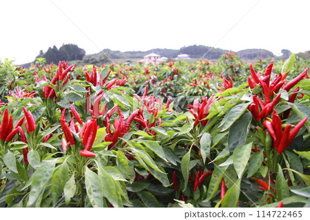 Red-hued chilli pepper fields Red-hued chilli pepper fields 114722465
