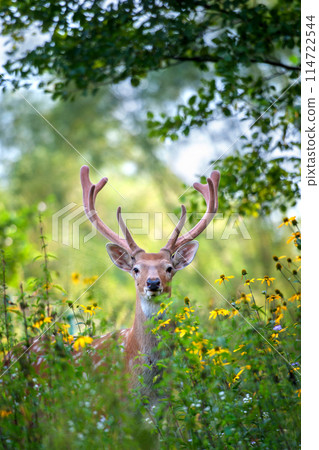 Close up portrait of a deer with antlers in forest Close up portrait of a deer with antlers in forest 114722544