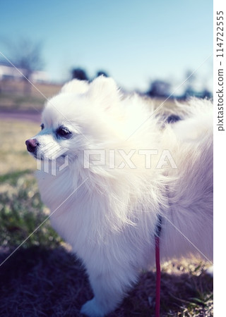 Pomeranian 114722555