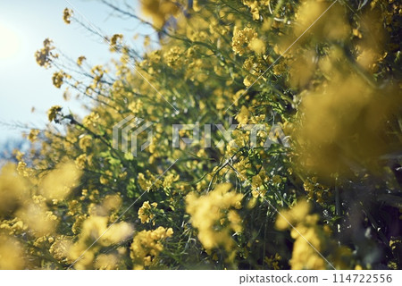 Rape blossoms 114722556