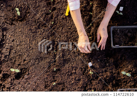 Woman planting vegetable sprouts into the soil 114722610