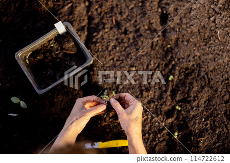 Woman planting vegetable sprouts into the soil 114722612