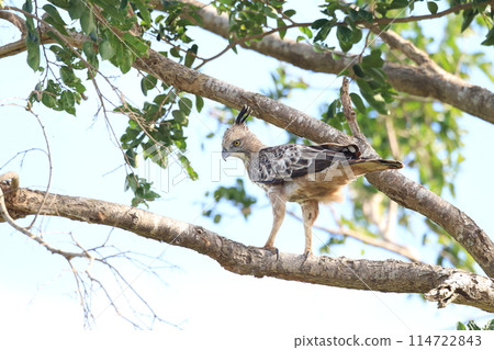 Kawari Kumataka 114722843