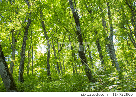 Fresh green trees Fresh green trees 114722909