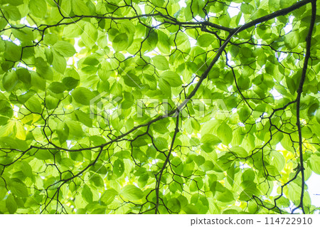 新鮮的綠樹 新鮮的綠樹 114722910