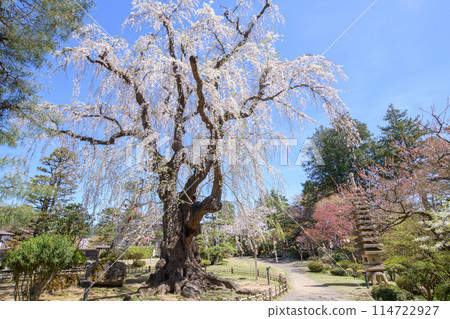 青森縣藤田紀念花園優雅的老垂枝櫻花樹 114722927