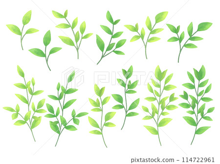 Hand-drawn illustrations of green leaves, vector material set, vibrant spring and summer plants, decoration for design Hand-drawn illustrations of green leaves, vector material set, vibrant spring and summer plants, decoration for design 114722961