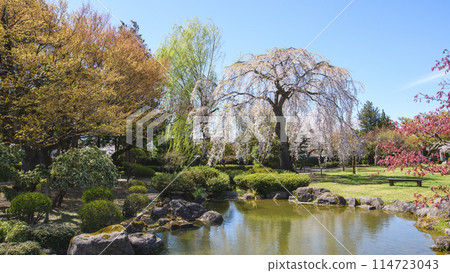 青森縣藤田紀念庭園,垂枝櫻花盛開 青森縣藤田紀念庭園,垂枝櫻花盛開 114723043