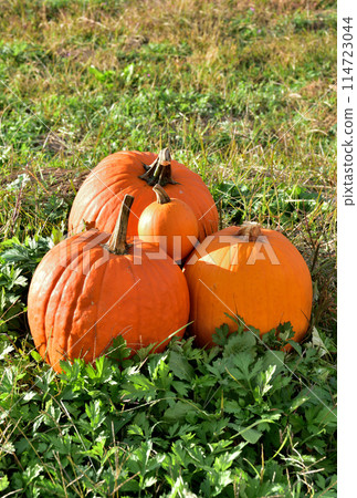 大萬聖節南瓜 大萬聖節南瓜 114723044