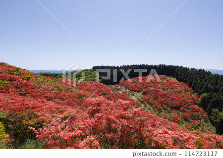 Katsuragi Plateau_May_Azalea Carpet Katsuragi Plateau_May_Azalea Carpet 114723117