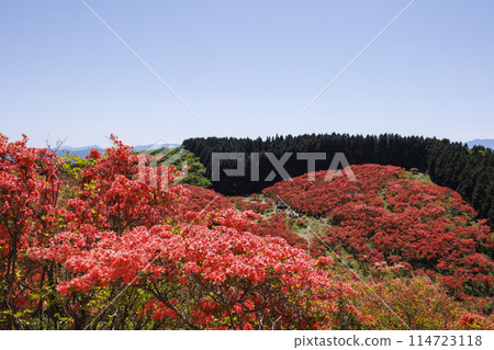 Katsuragi Plateau_May_Azalea Carpet Katsuragi Plateau_May_Azalea Carpet 114723118