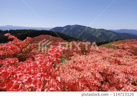 Katsuragi Plateau_May_Azalea Carpet Katsuragi Plateau_May_Azalea Carpet 114723120
