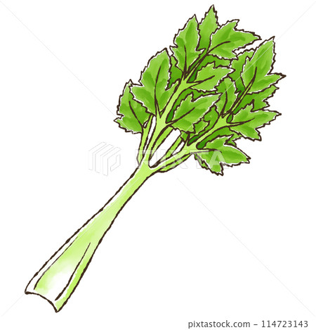 芹菜（水彩風格） 114723143