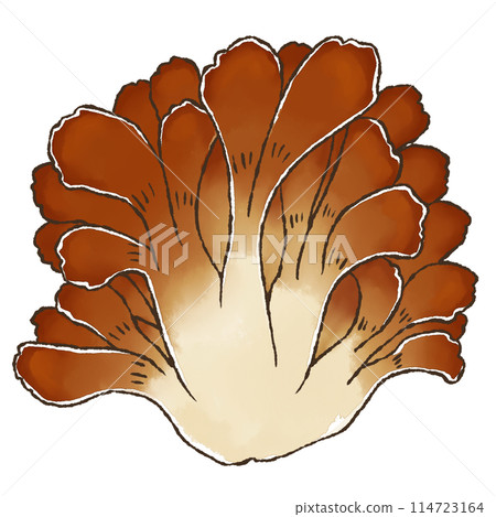 Maitake mushroom (watercolor style) 114723164