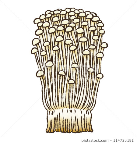 Enoki mushroom (watercolor style) Enoki mushroom (watercolor style) 114723191
