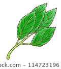 Molokhiya (watercolor style) 114723196