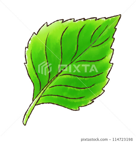 Perilla (watercolor style) 114723198