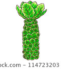 Brussels sprouts (watercolor style) 114723203