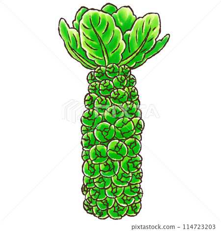 球芽甘藍（水彩風格） 114723203