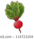 Beet (Watercolor style) 114723204