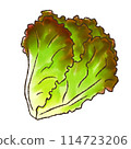 Sunny lettuce (watercolor style) 114723206