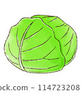 Cabbage (watercolor style) 114723208