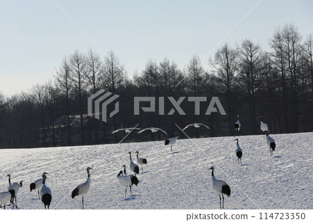 Cranes flying into the snowy fields of Ito Tancho Sanctuary 114723350