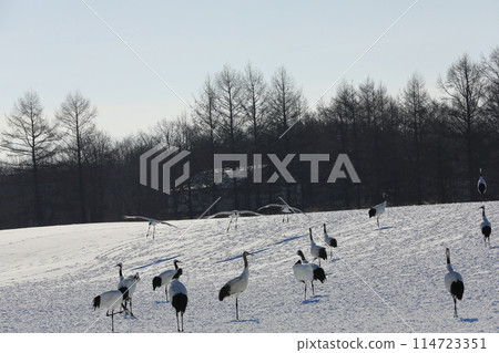 Cranes descending on the snowy fields of Ito Tancho Sanctuary 114723351