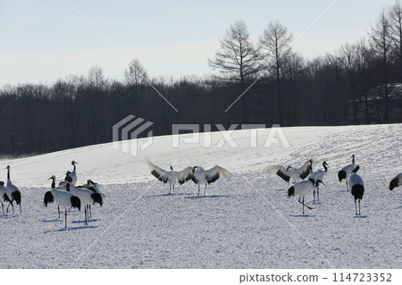 A winter scene of red-crowned cranes dancing gracefully at Ito Tancho Sanctuary 114723352