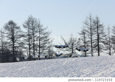 鶴從清澈的藍天降落到伊東鶴保護區的雪原上 鶴從清澈的藍天降落到伊東鶴保護區的雪原上 114723358
