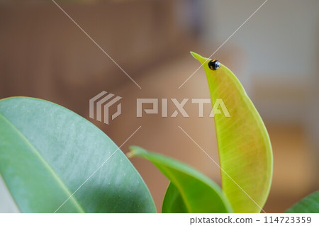 橡膠樹上的小瓢蟲 114723359